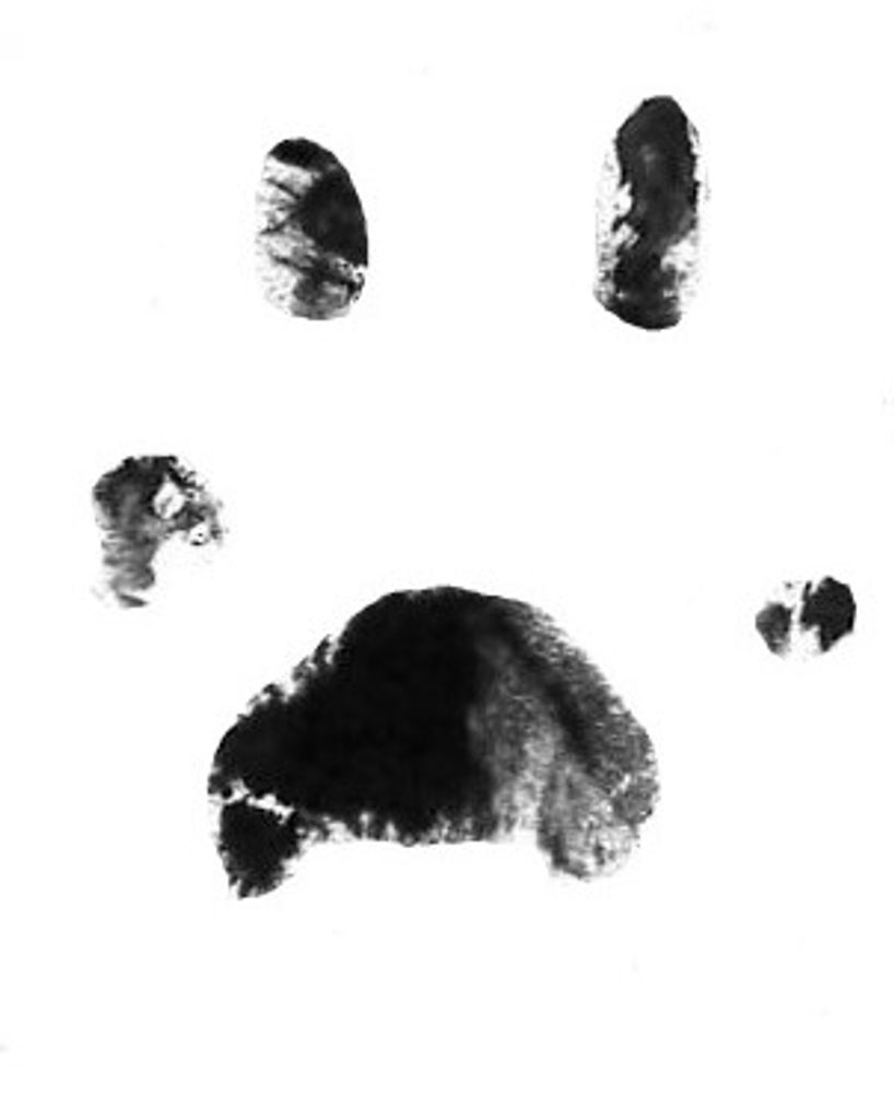 Smokey Whitener Profile Photo