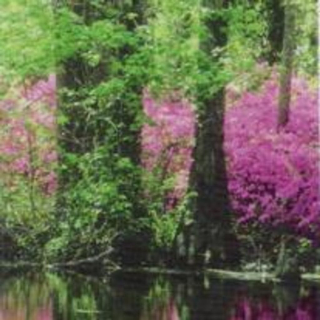 Mrs Lucienne Ilnicky Profile Photo