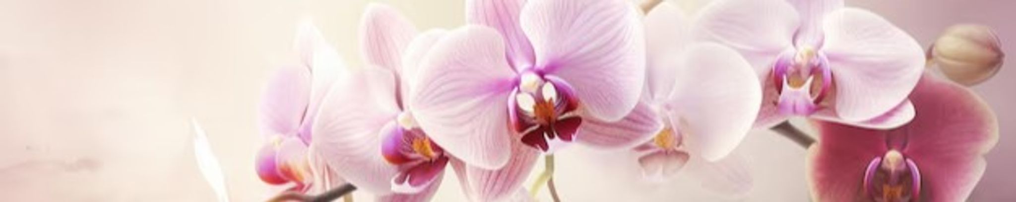 Cover for Camilla Horvath's Obituary