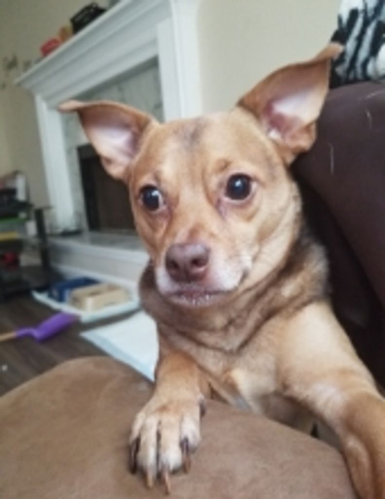 Peanut  Spates