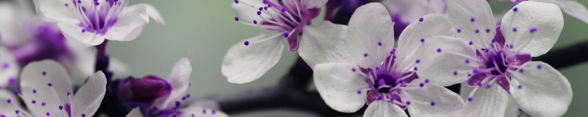 Cover photo for Sally Chavez's Obituary