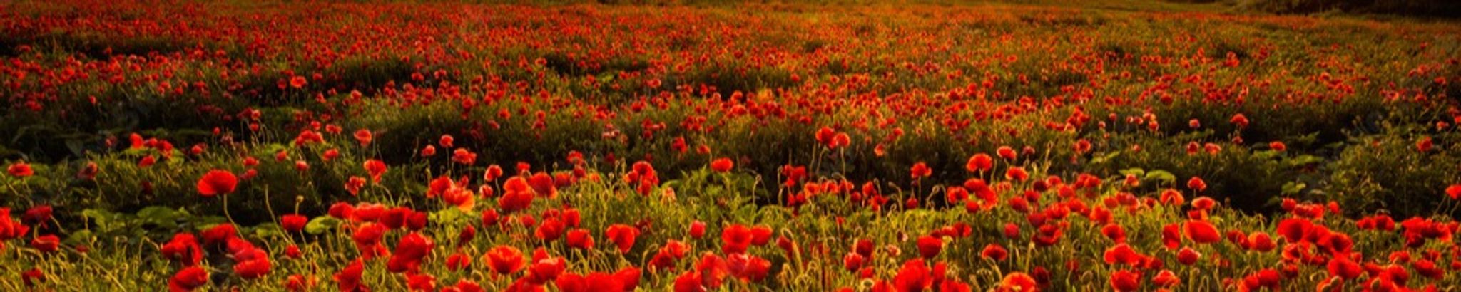 Cover for Peter Reginald Hosford's Obituary