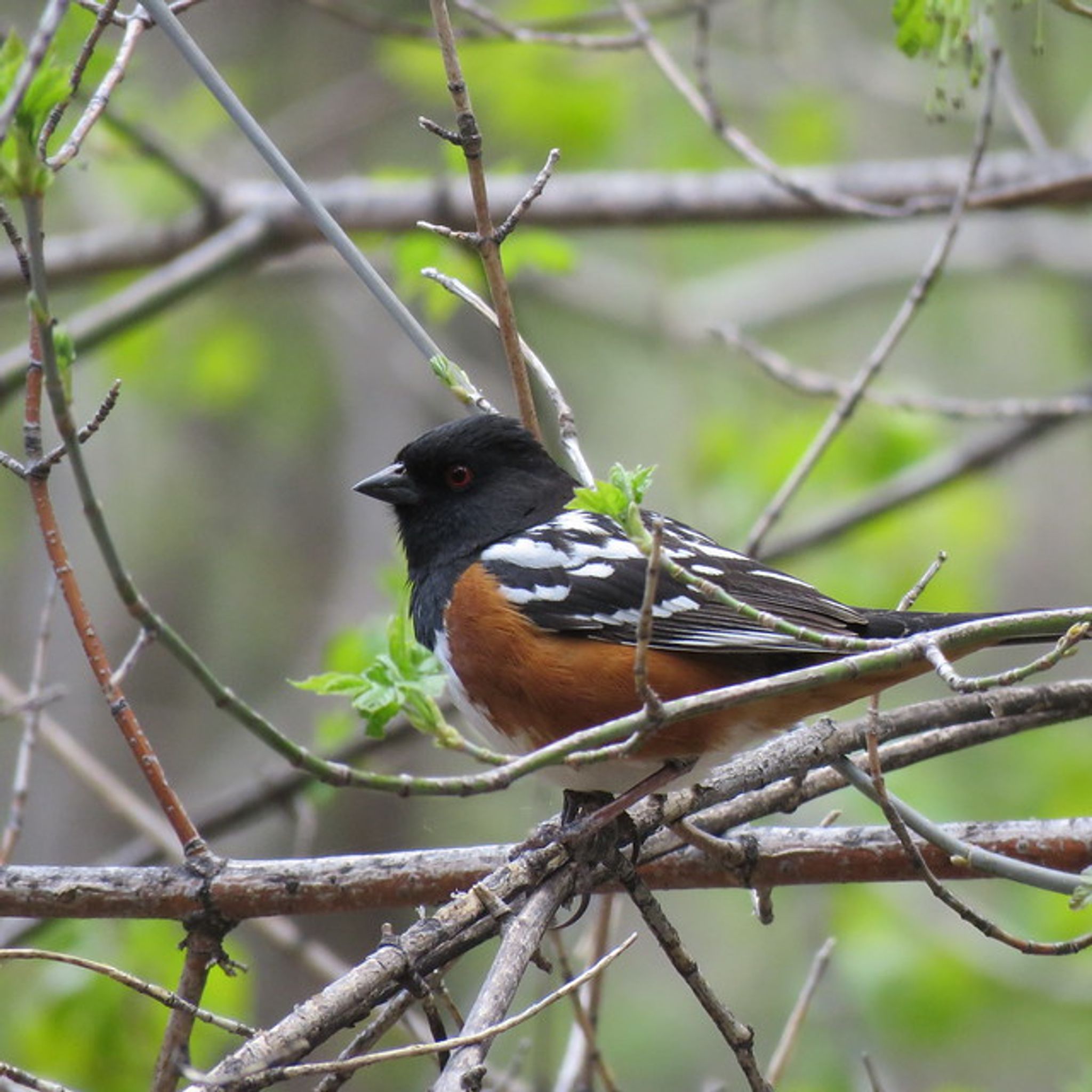 Cover for Richard Louis Pataky's Obituary
