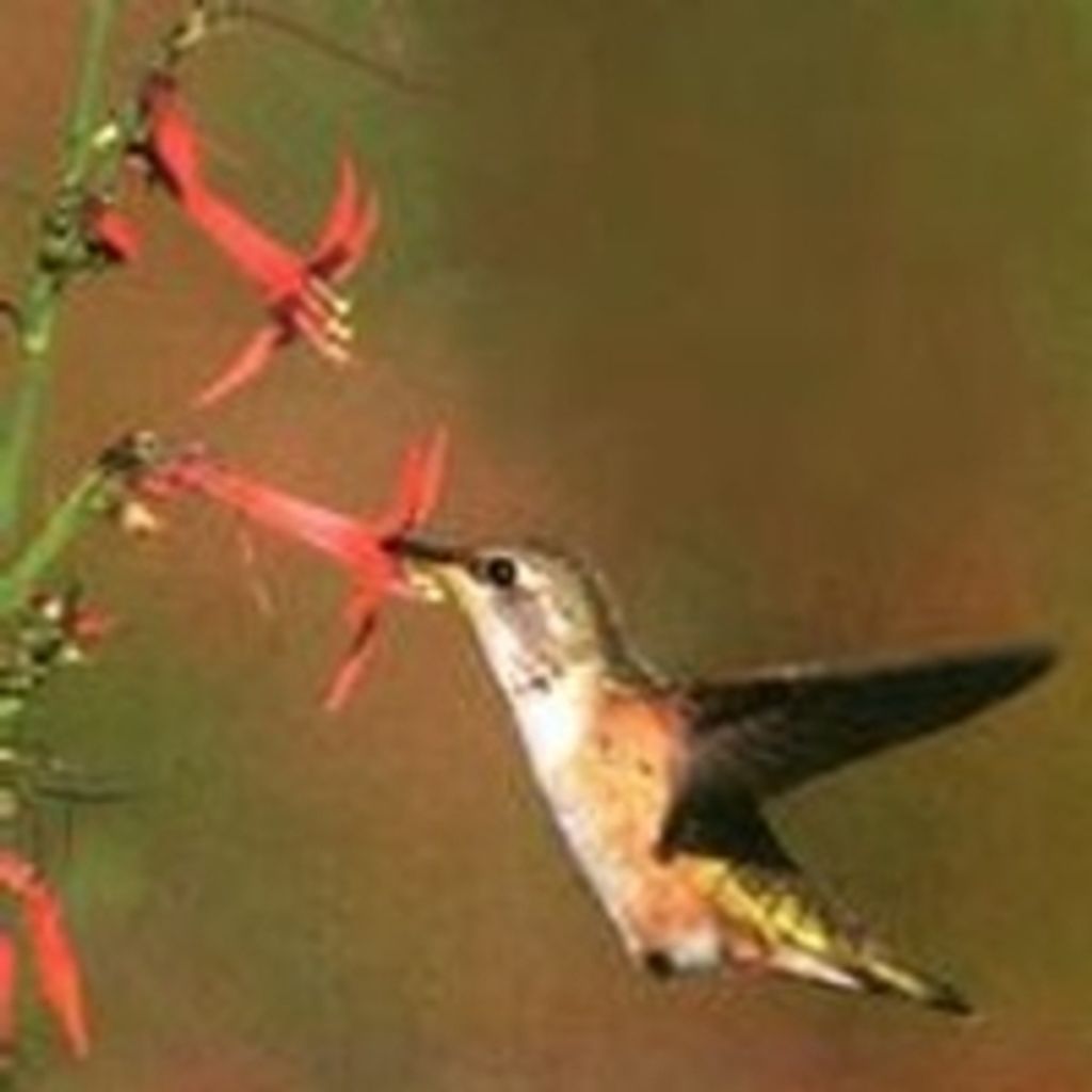 Virginia Cox Whitaker