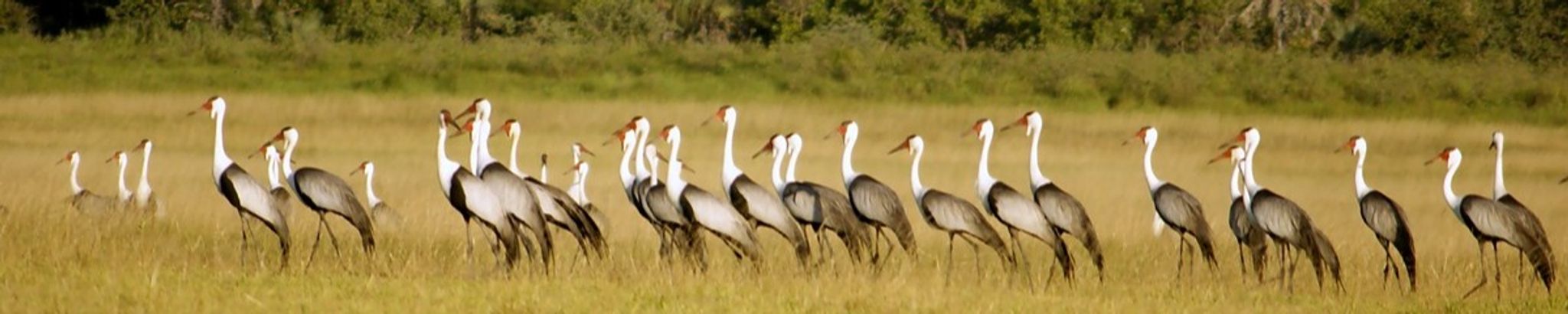 Cover for Richard A. Steeves's Obituary