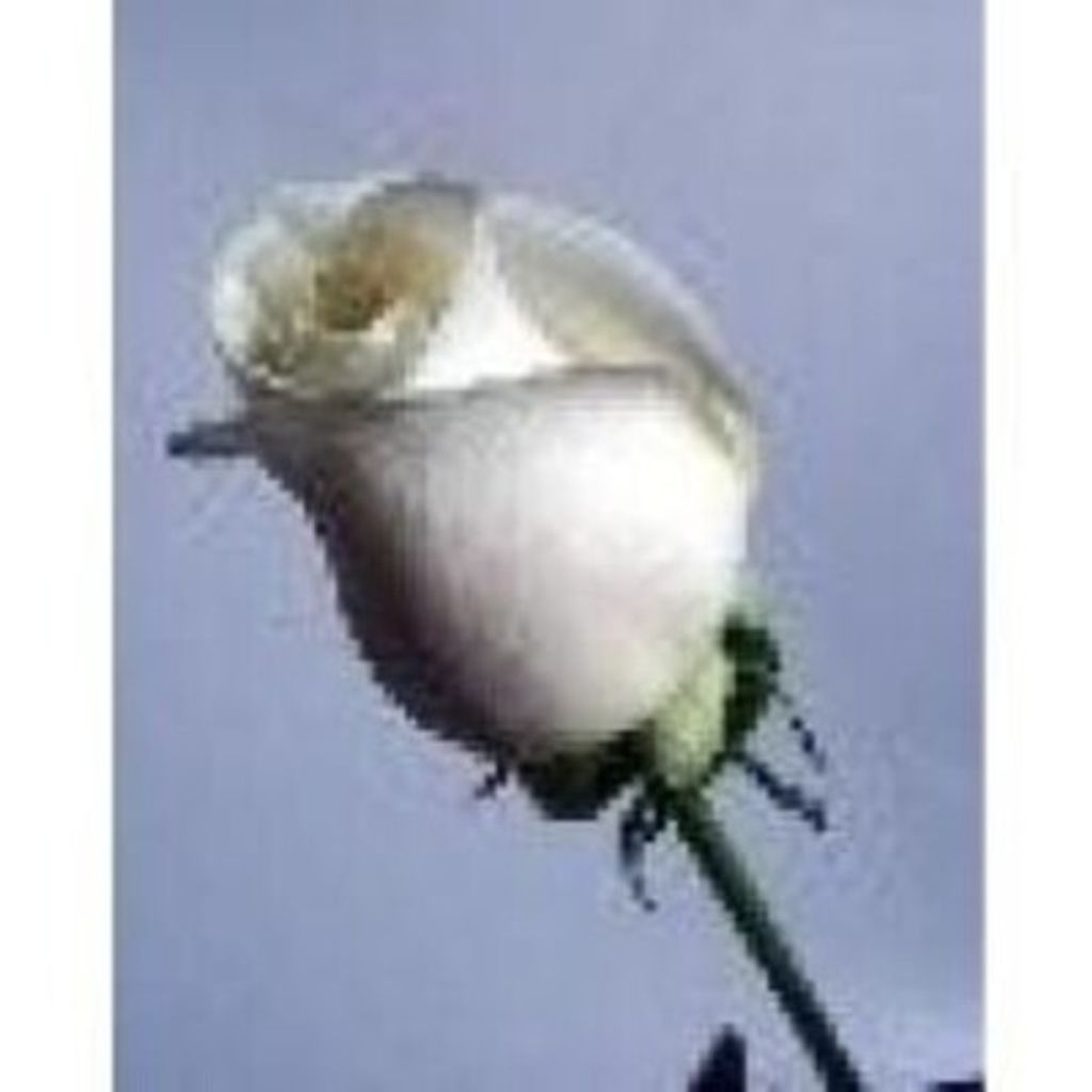 Mary Jim Higginbotham