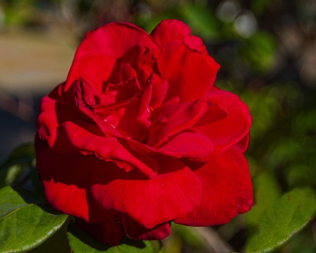 John Donald Blackford Profile Photo
