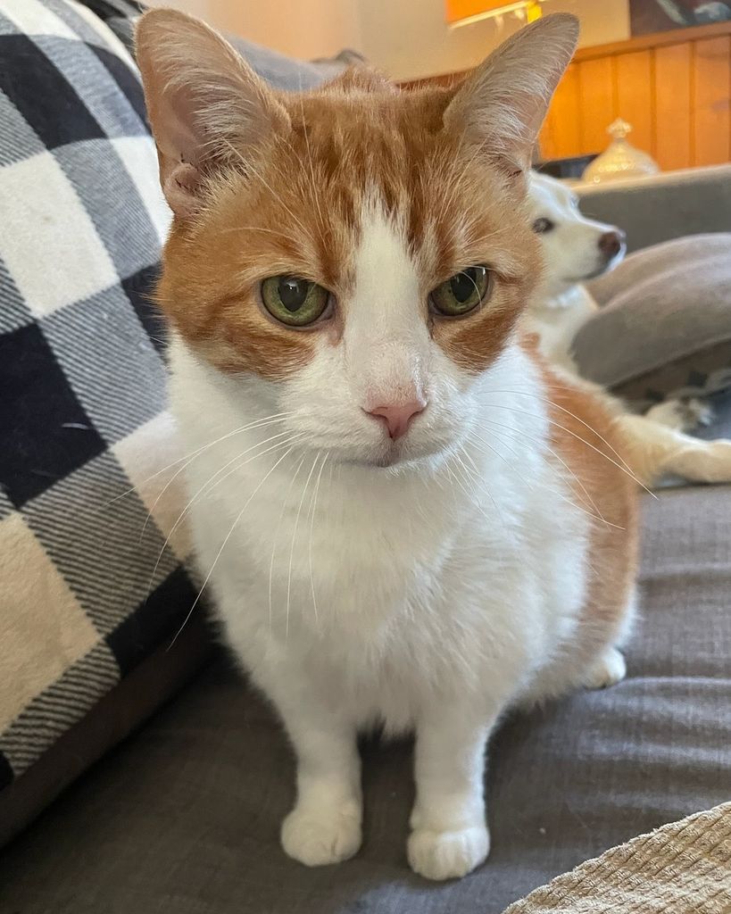 Gibbs Couch Profile Photo