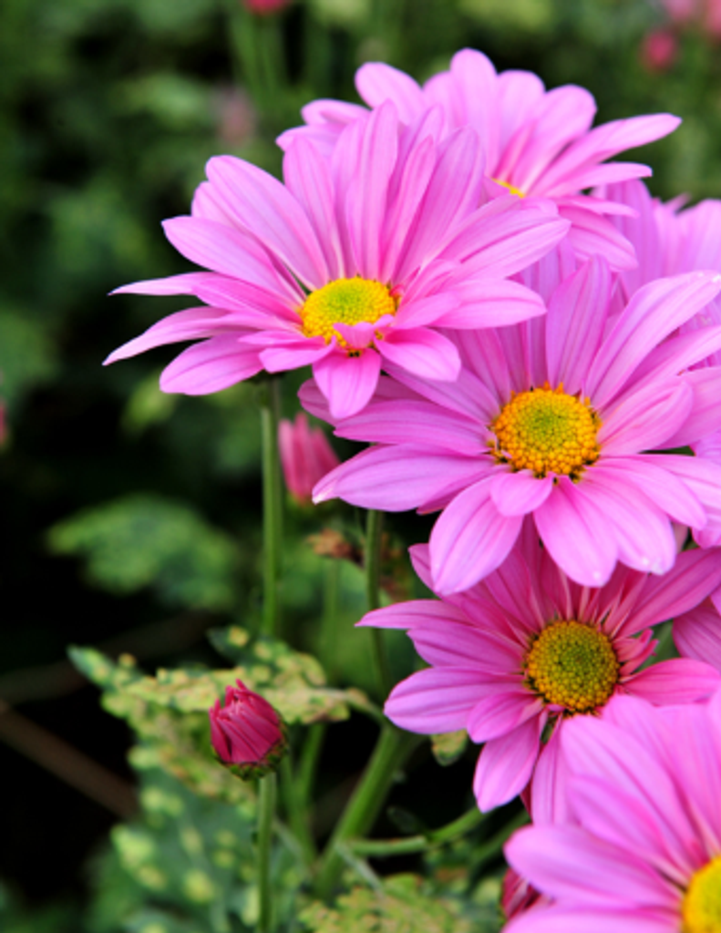 Alejandra Negrete Profile Photo