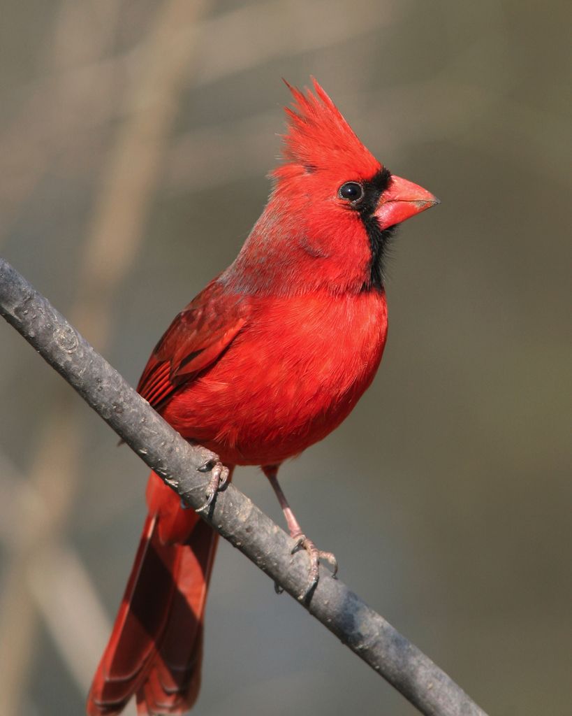 Patricia A. Broadbent Profile Photo