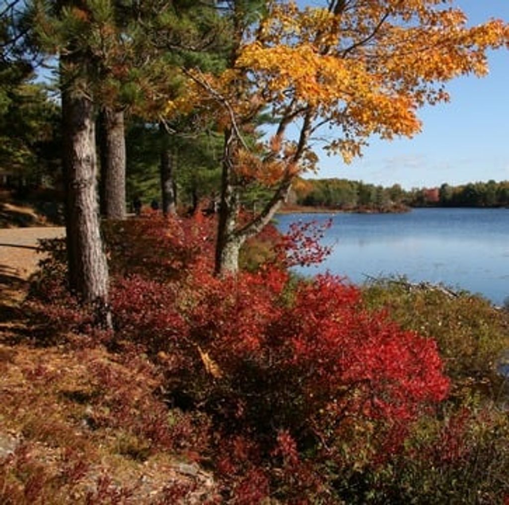 Ridgely Calvin Thompson