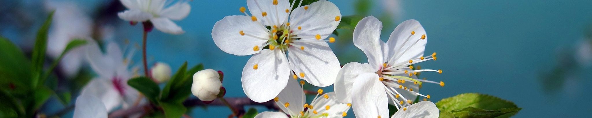 Cover photo for Colleen O'Halloran Fillmore's Obituary