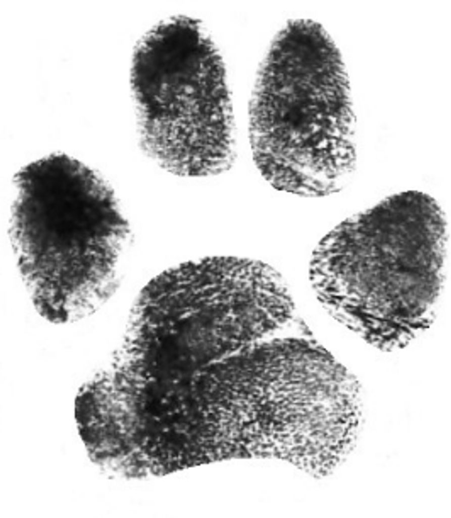 Paisley Mitchell