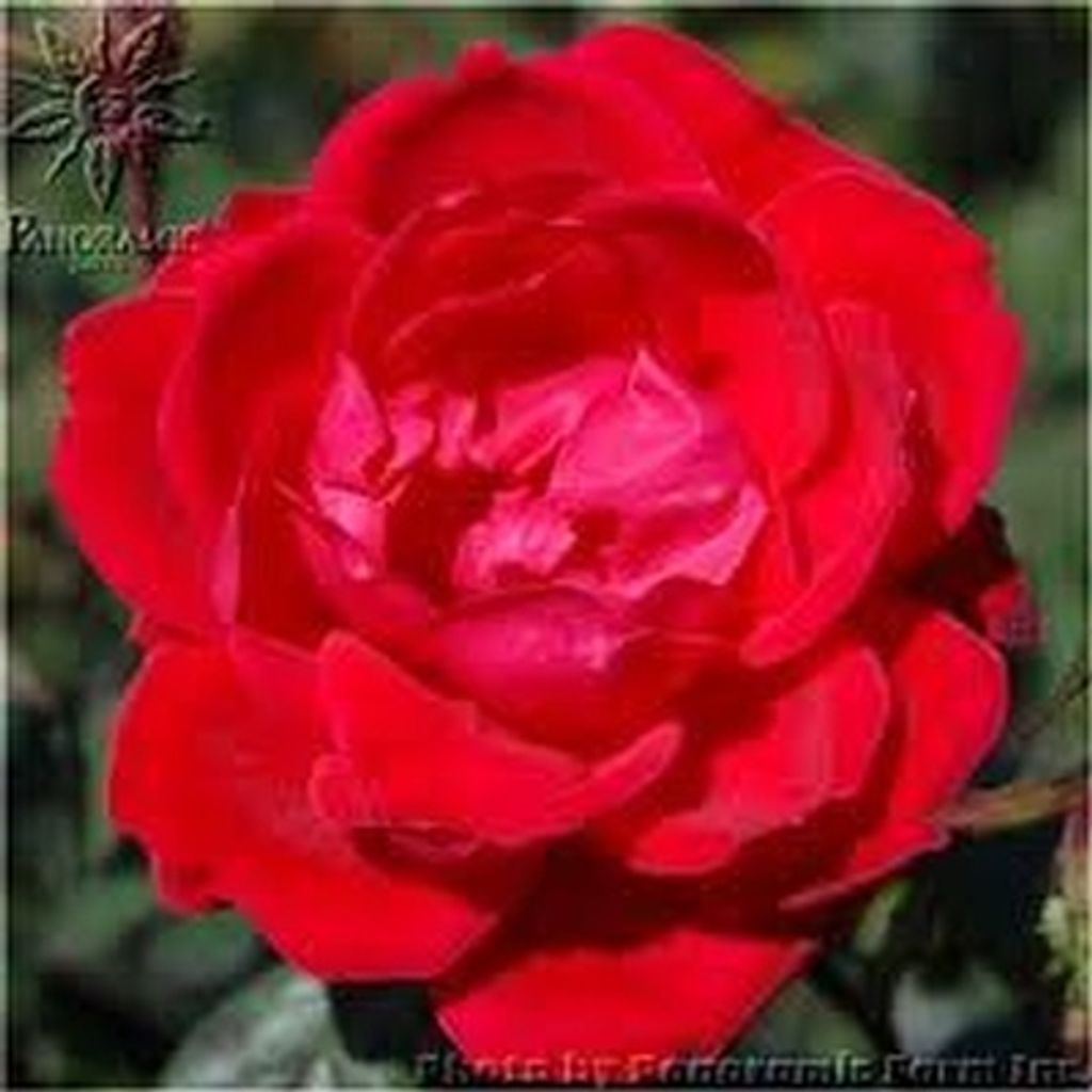 Marilyn Elaine Rugg Profile Photo