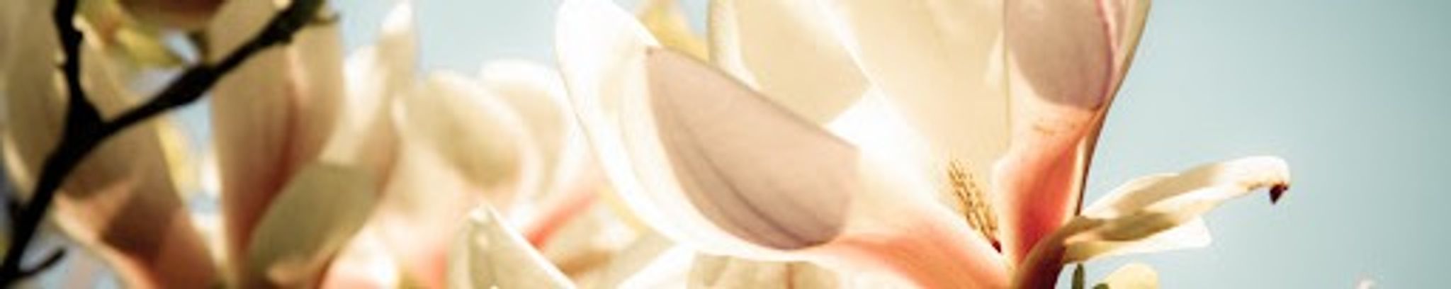 Cover photo for Shirley Ferloni's Obituary
