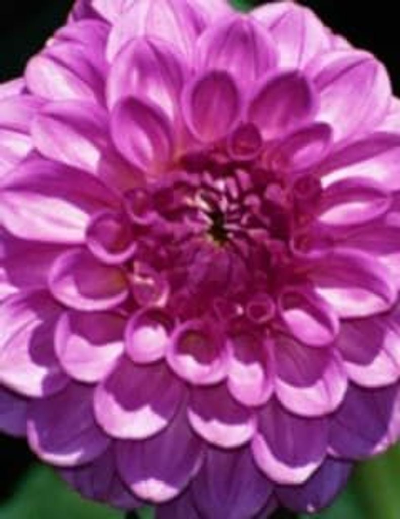 Dorothy (Dot) Andrews Allen Profile Photo