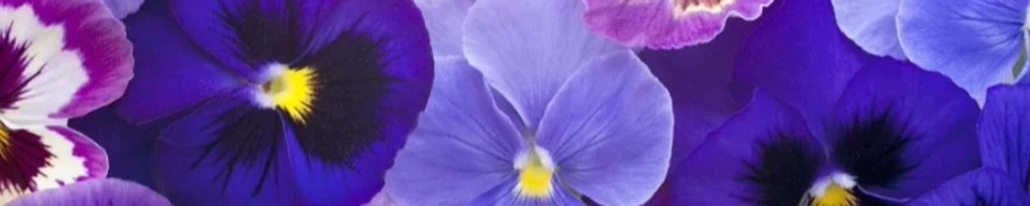 Cover photo for Joyce M. Maxfield's Obituary