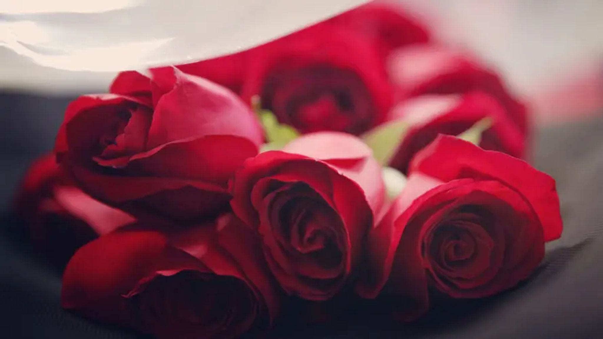 Cover for Jane Ann Mccaffrey's Obituary