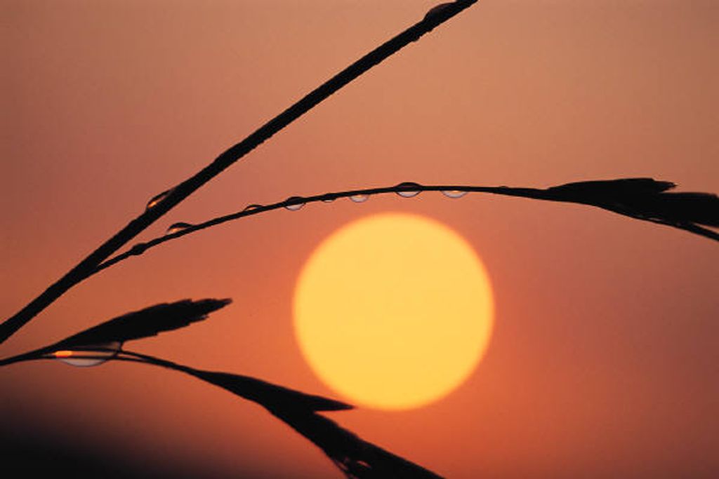 Alberta P. (Virgin) Scott