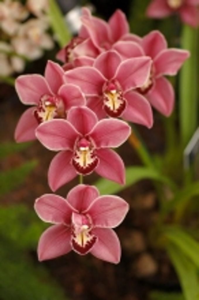 Marjorie Sue Coleman