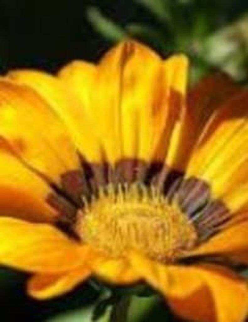 Charlie M. Jarrett Profile Photo