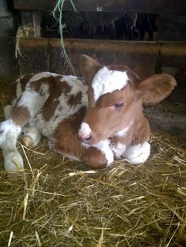 Delbert E. ""Goat"" Nicholes
