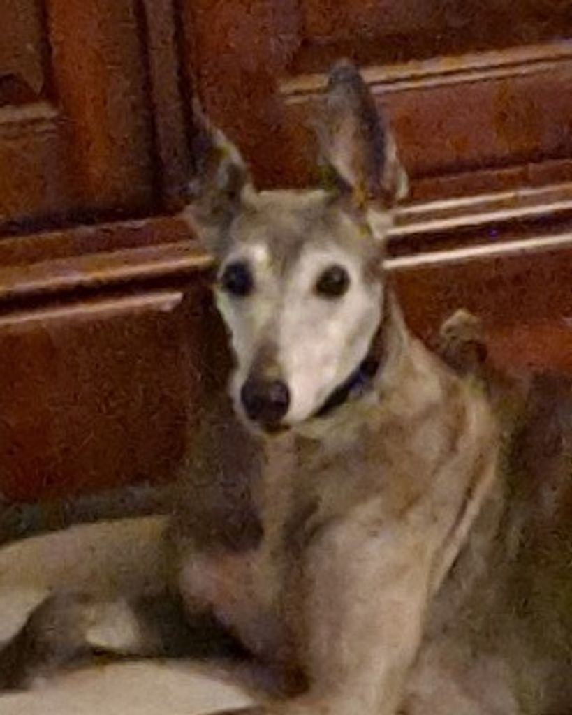 Kahlua Johnston Profile Photo