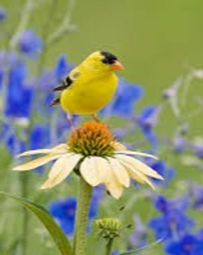 DeeAnn Cady's obituary image