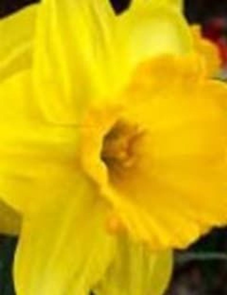 Joe Brown Profile Photo
