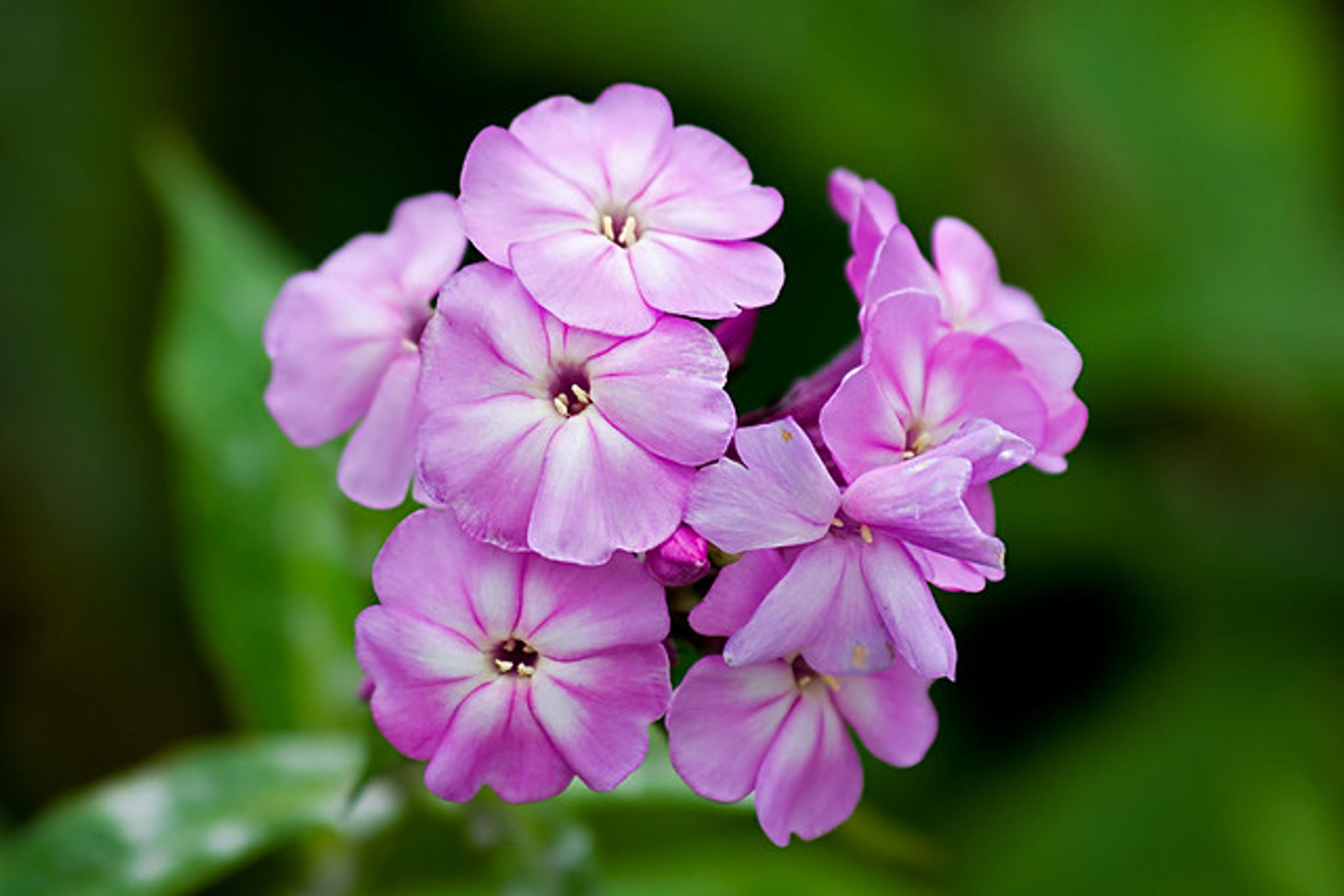 Cover photo for Valerie Patrice Vaughn's Obituary