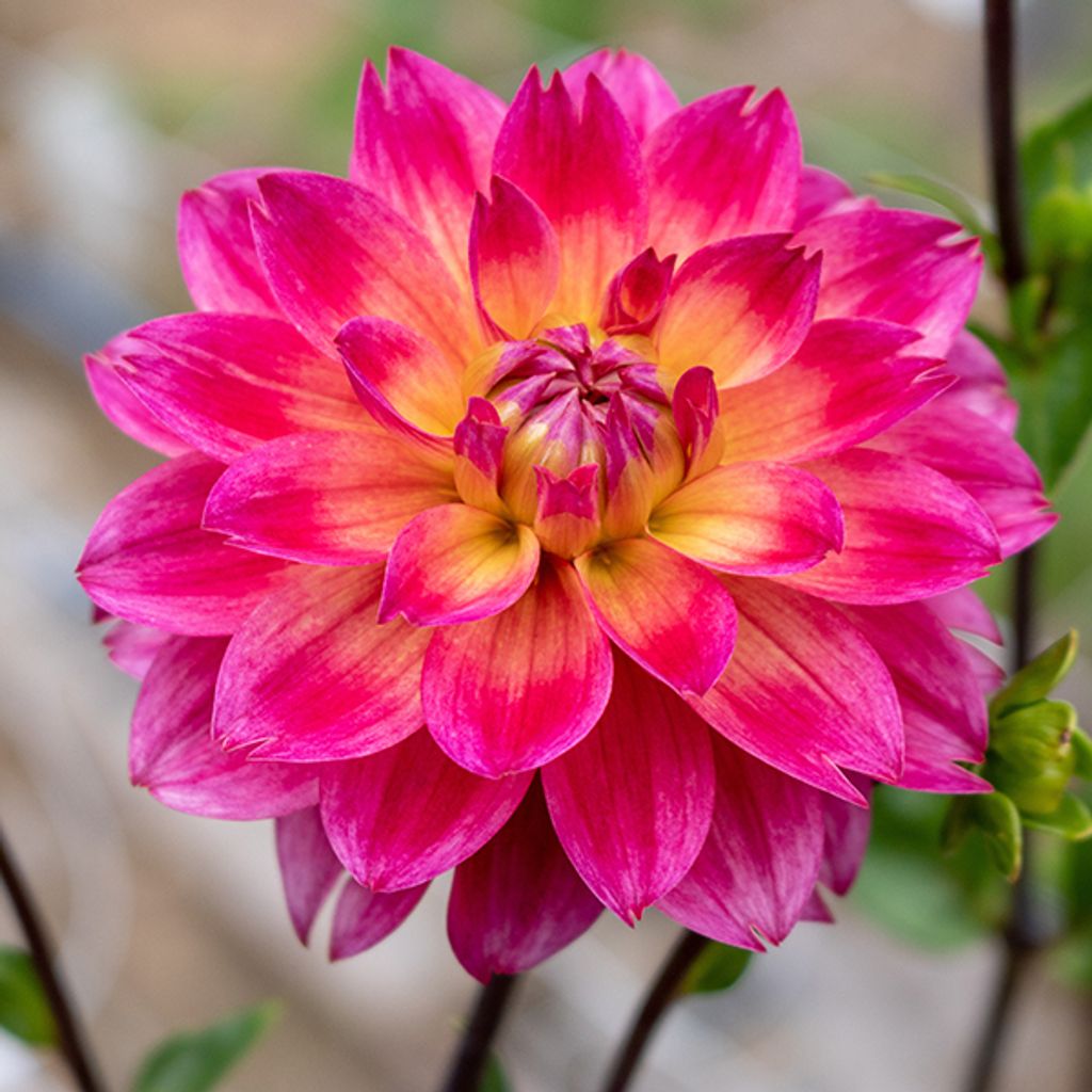 Lauren Denise (Scofield)  Crum