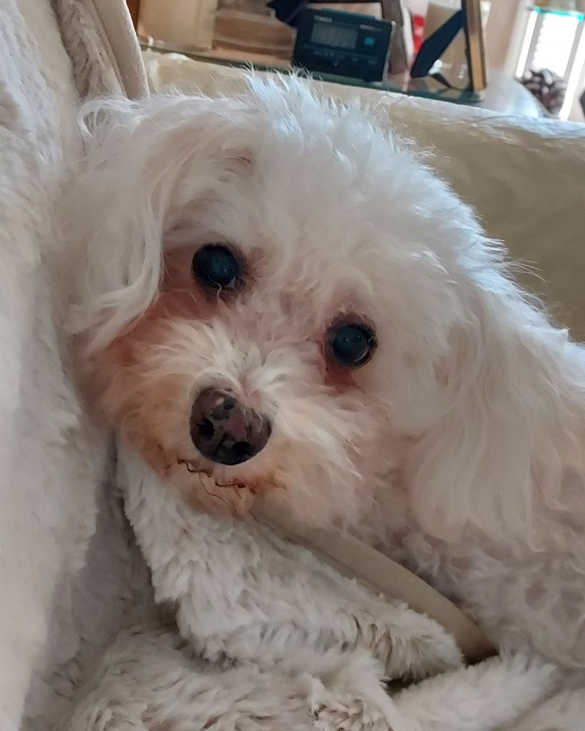 Fluffy Purser