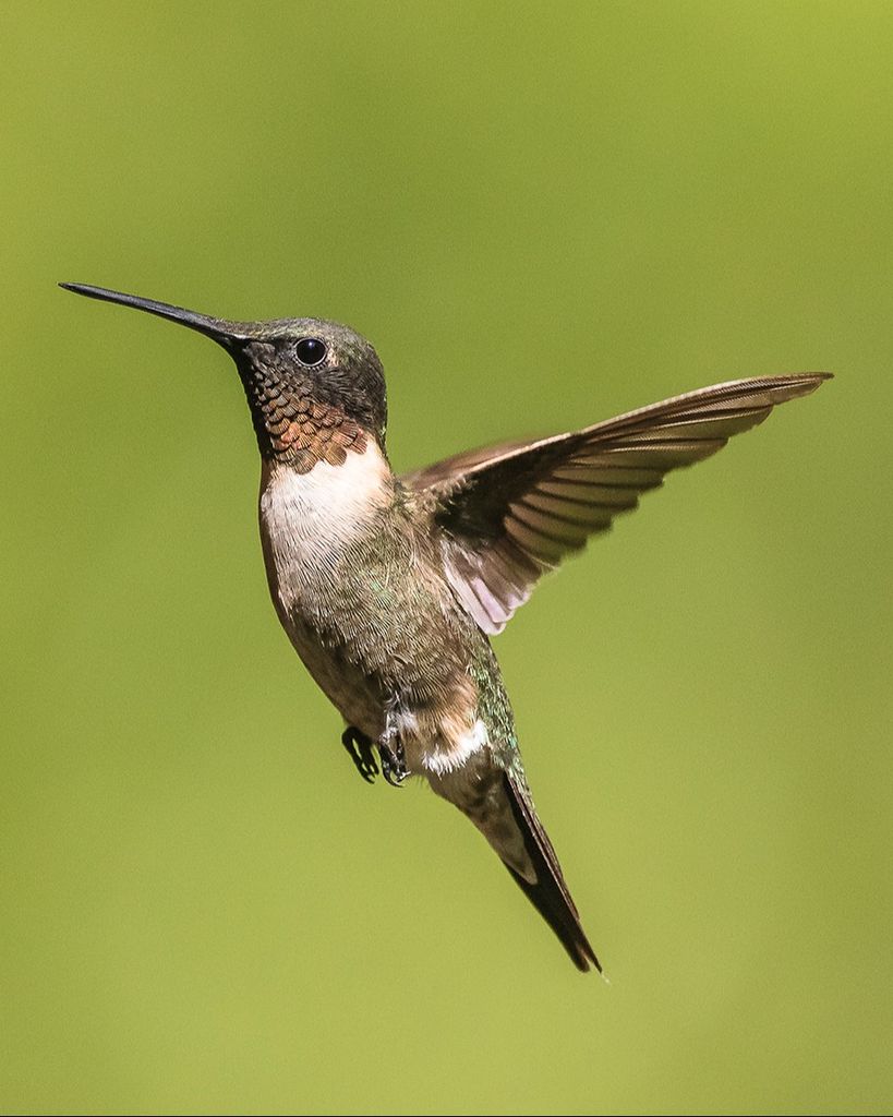 Dianne Louise Third Profile Photo