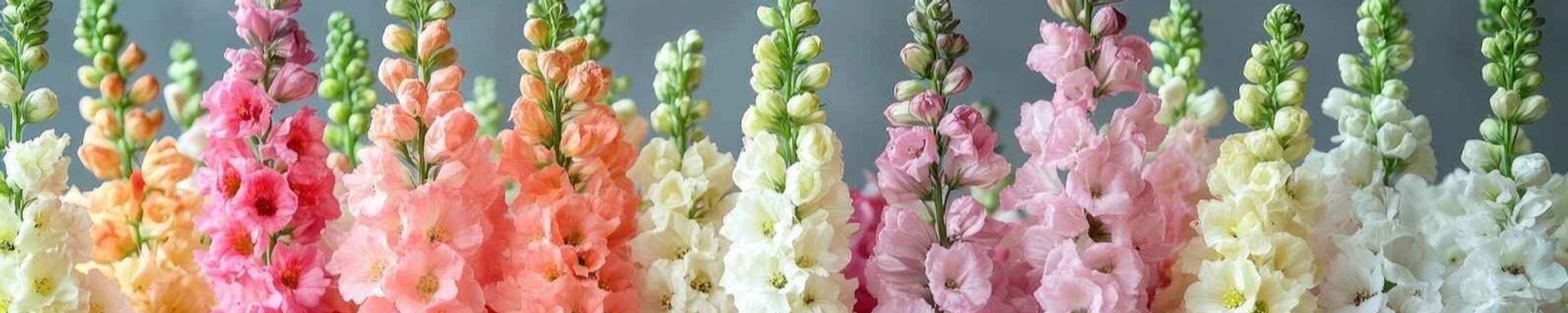 Cover for Mary Beth Terpstra's Obituary