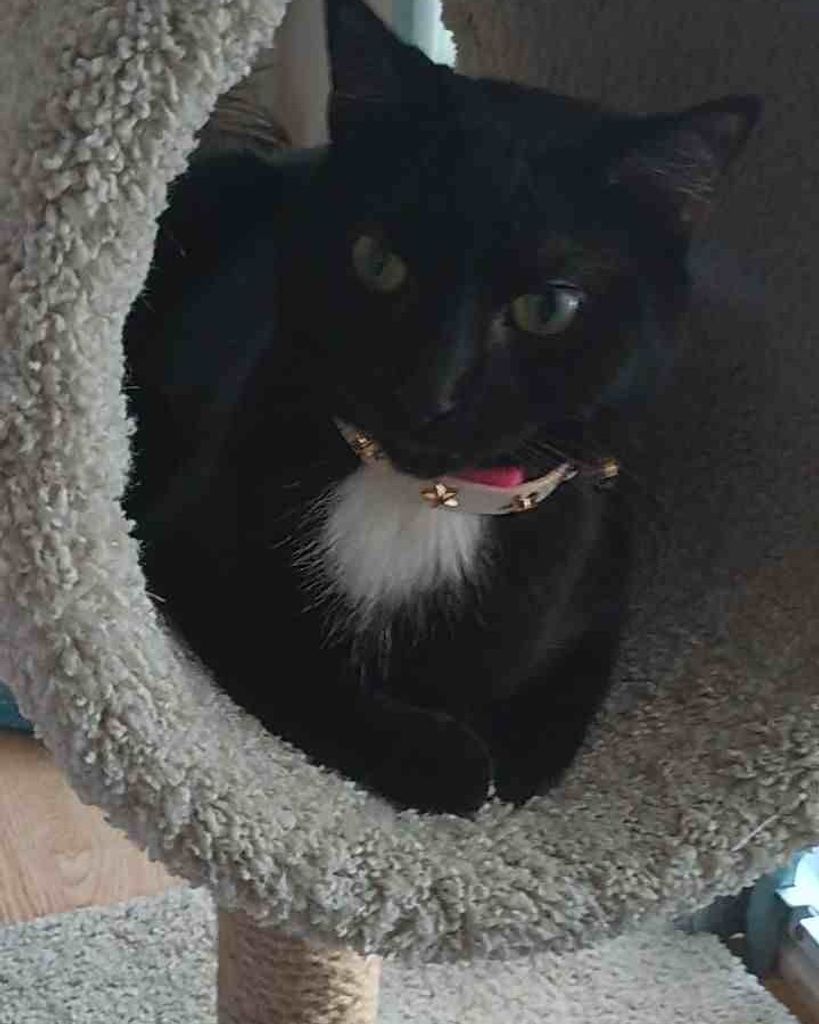 Kitty Tux Taylor Profile Photo