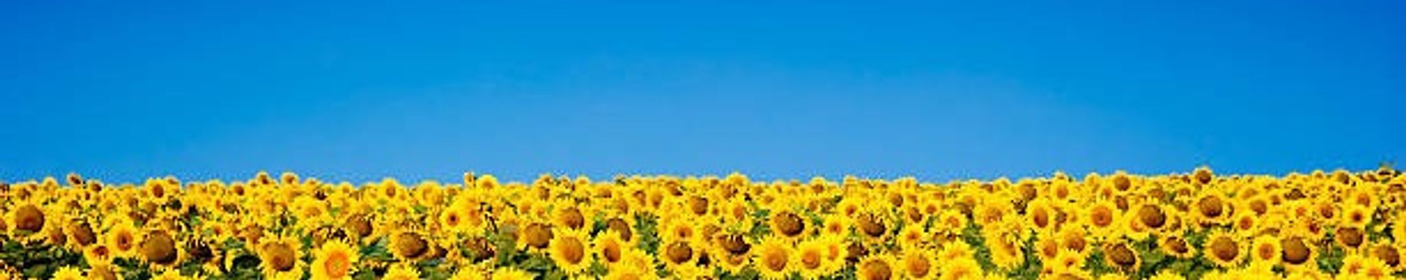 Cover for Olga Andreyeva's Obituary