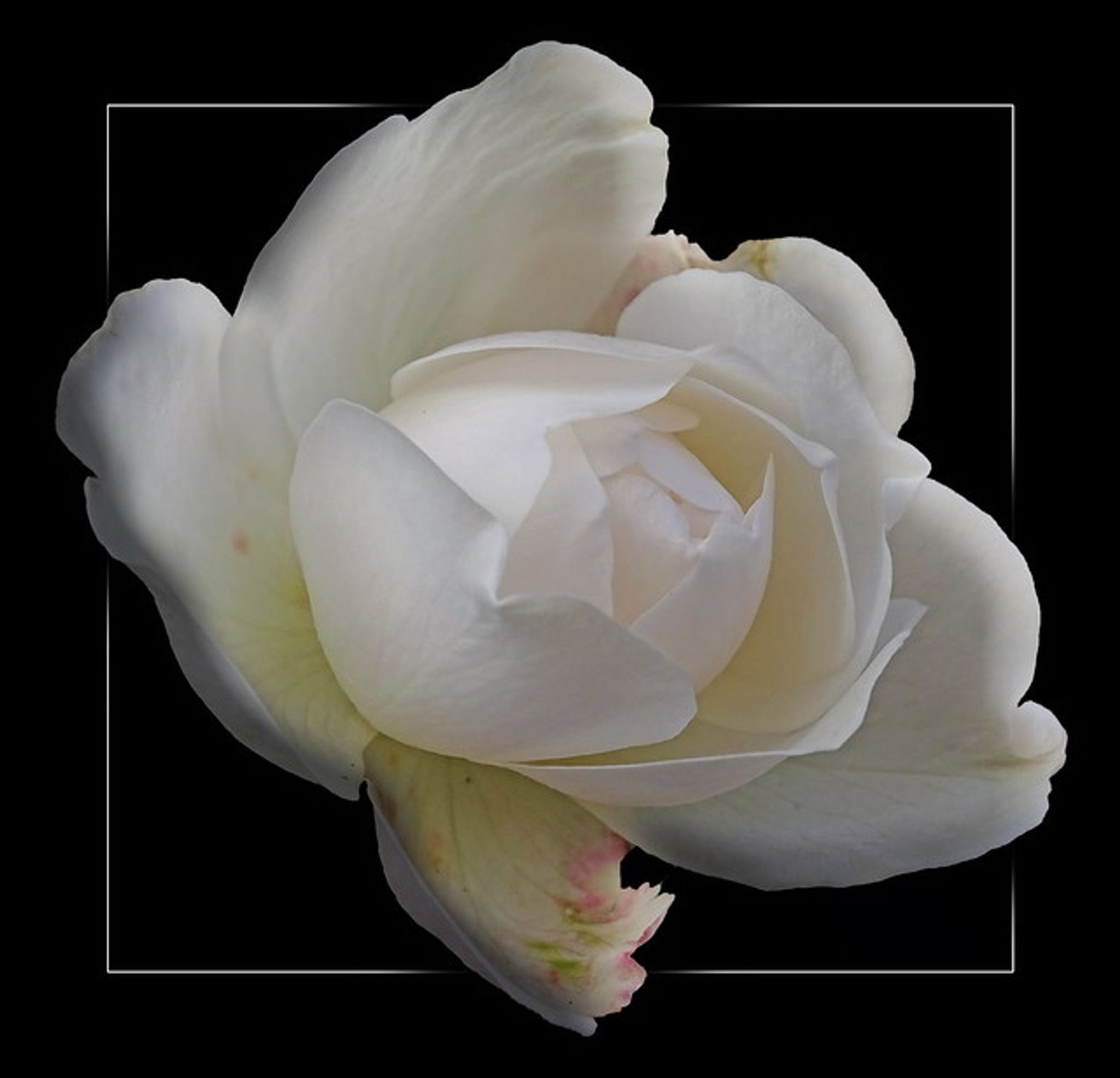 Cover photo for A'Drionnah ReNay Dortch's Obituary