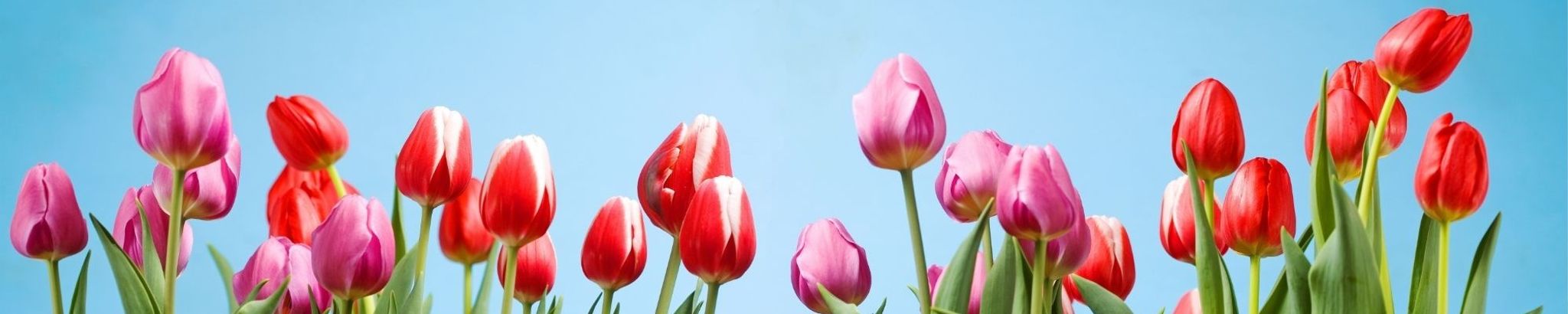 Cover for Phyllis Jean Minnesota's Obituary