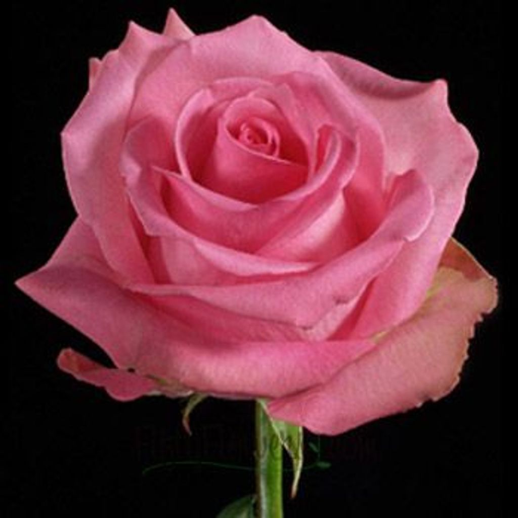 Gladys R. (Leffard)  Johnson