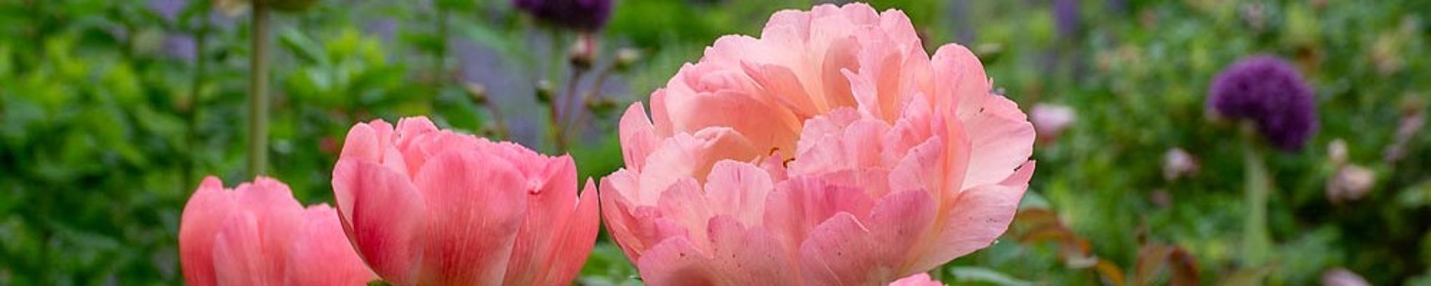 Cover photo for Cynthia Yasinski Tenner's Obituary