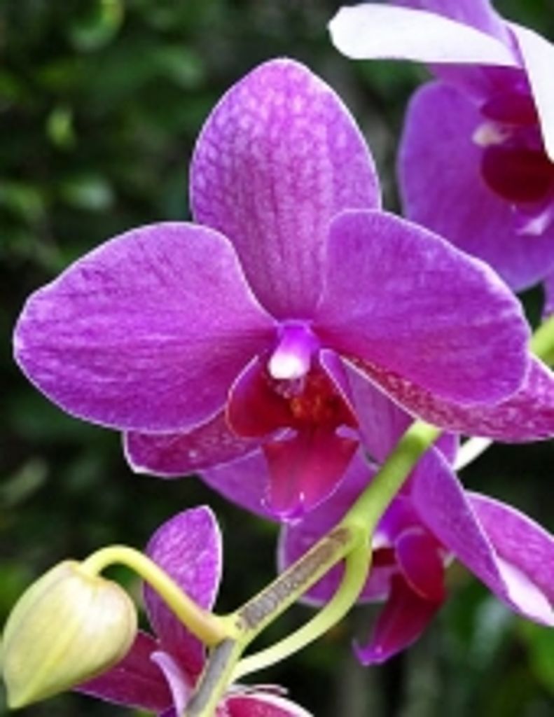 Robert Clyde Sharlow