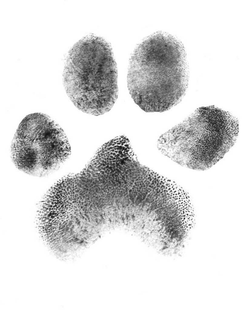 Onyx Johnson Profile Photo