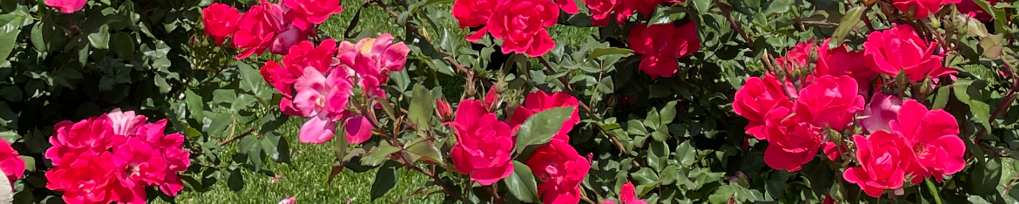 Cover for Josefina Carrera's Obituary