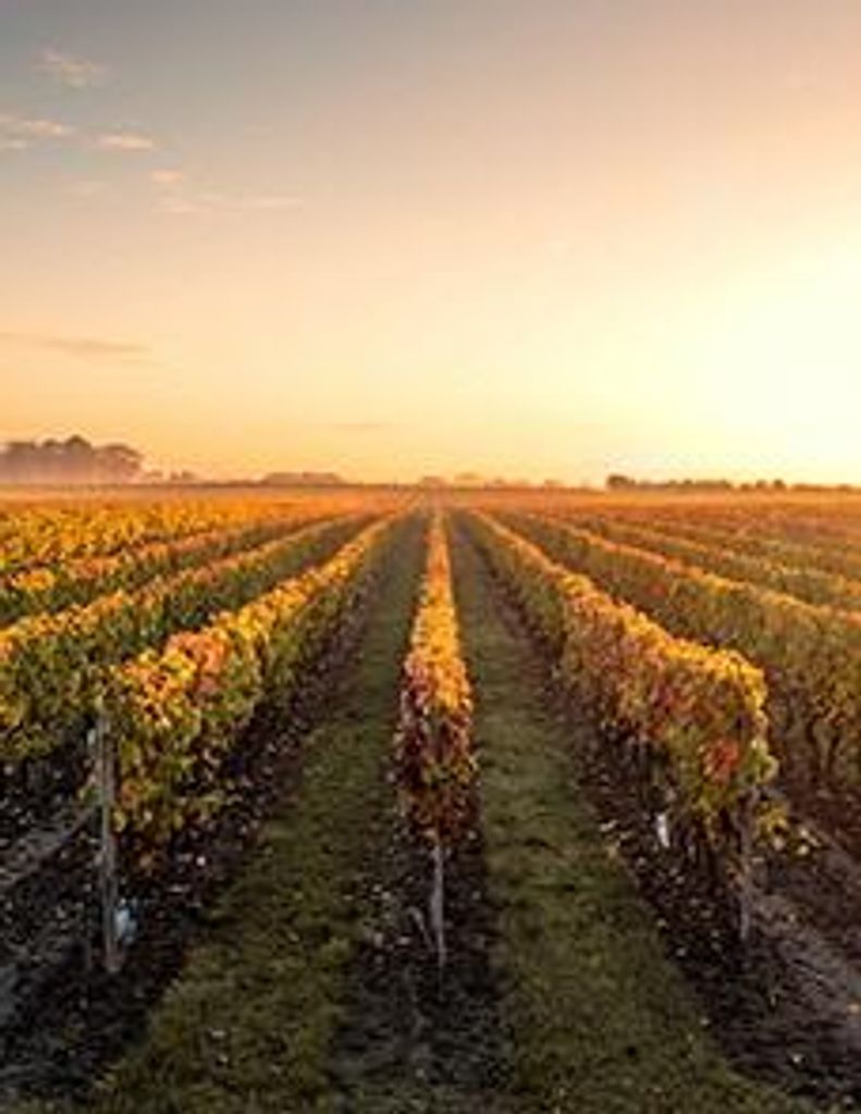 Miguel Raya Profile Photo