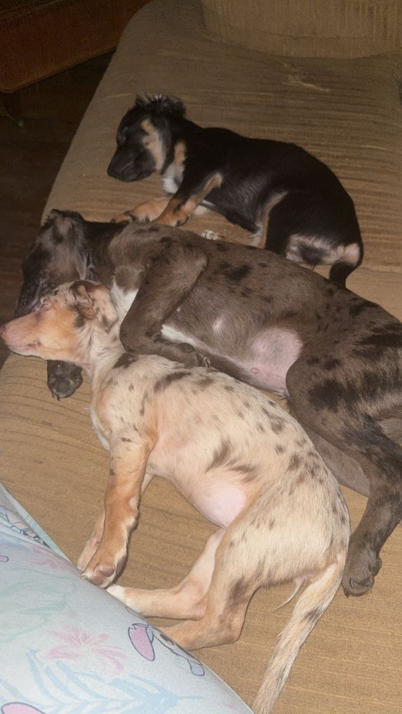 Beau, Opie, & Hazel Bakies Profile Photo