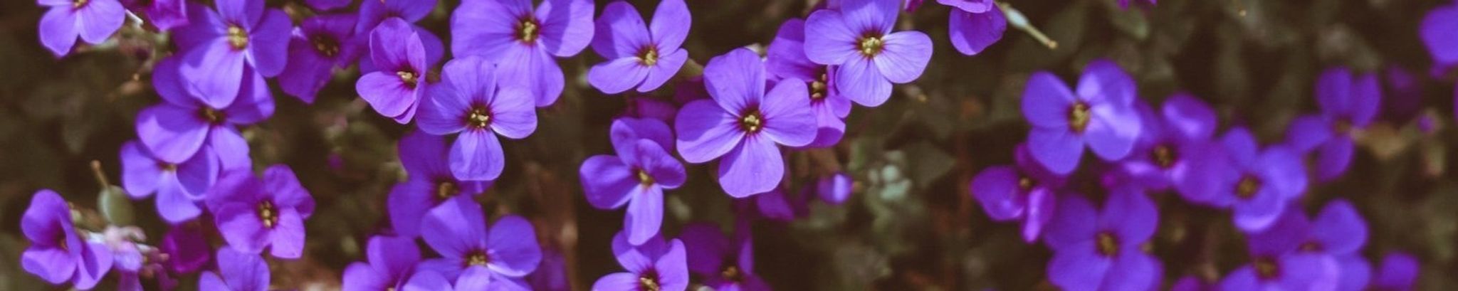 Cover for Violet Blackdeer's Obituary