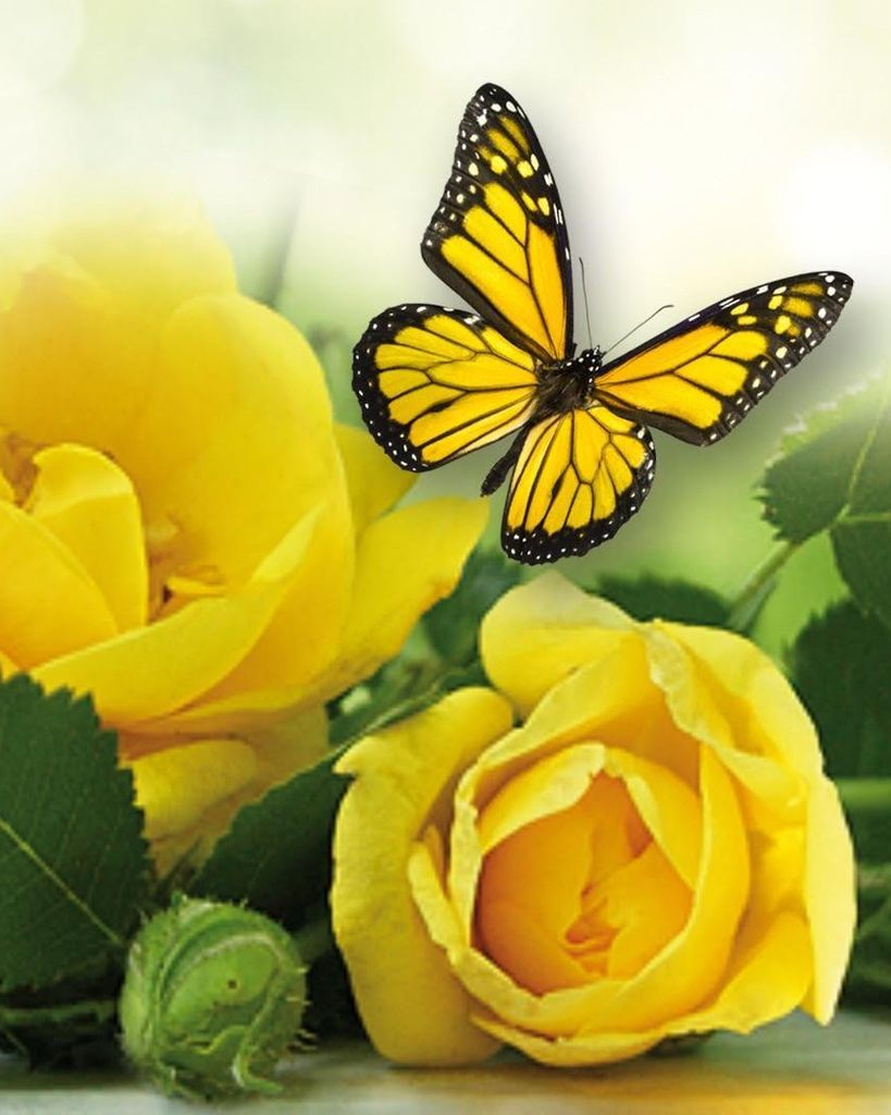 Madelyn T. Burke Profile Photo