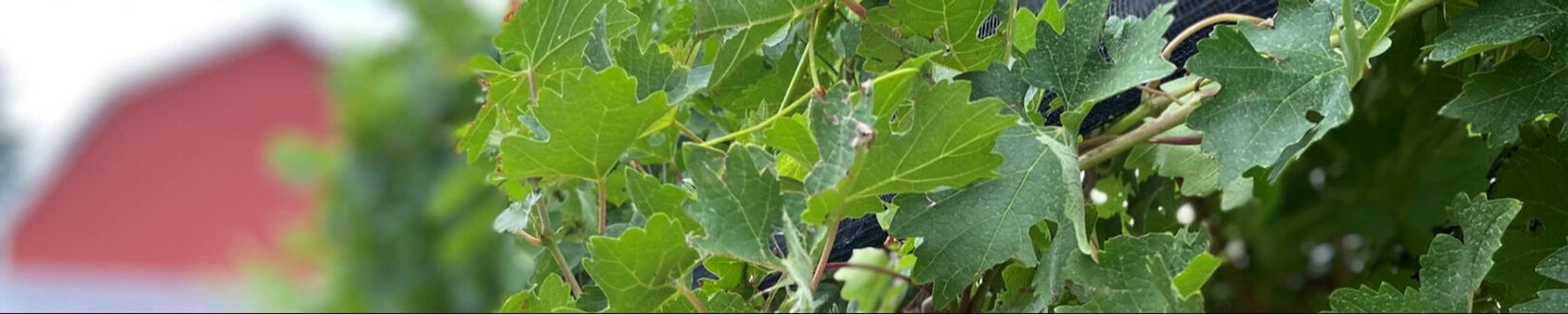 Cover for Cynthia M. (Bielicki)Peterson's Obituary