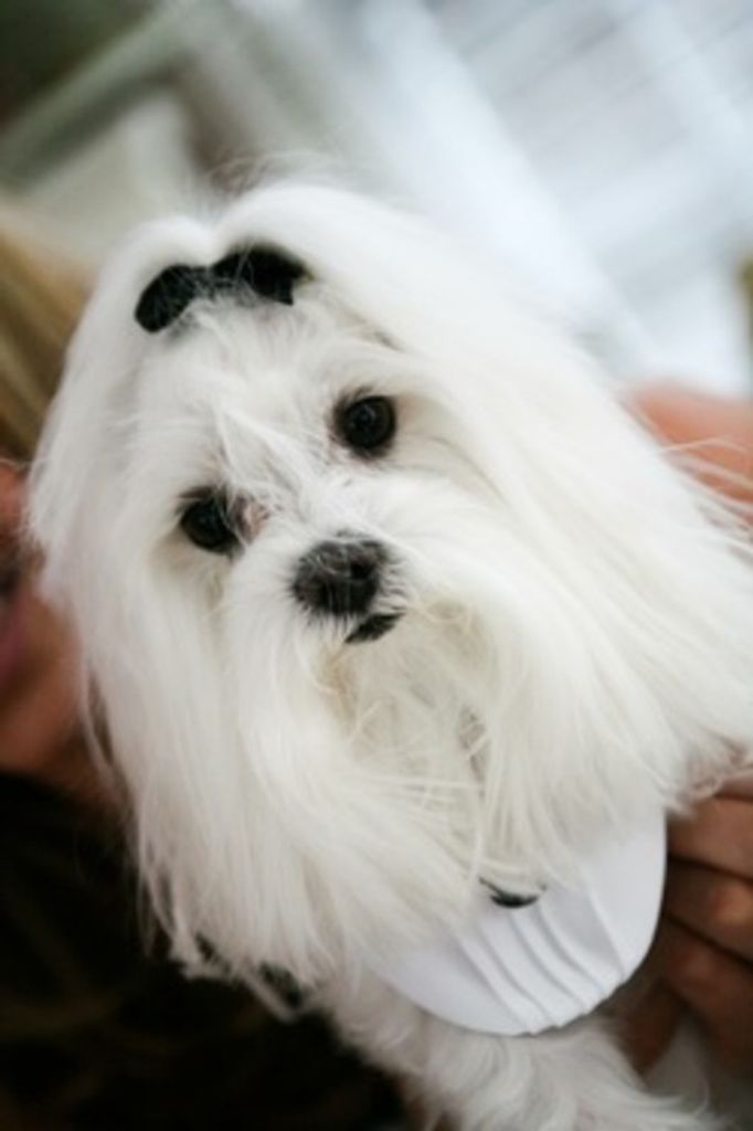 Sir Maddux Kirkpatrick Profile Photo
