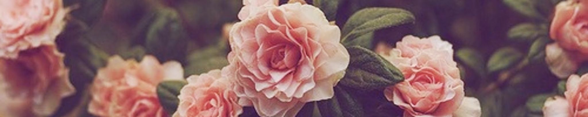 Cover photo for Linda Sue LaRue's Obituary